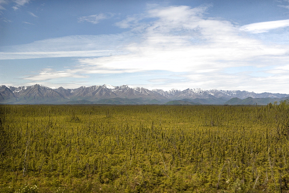 Young forest trees are sprouting up.  In the background is the start of a large mountain range in the Alaskan Interior.  So high, the mountains have snow caps. The Interior, Alaska, USA