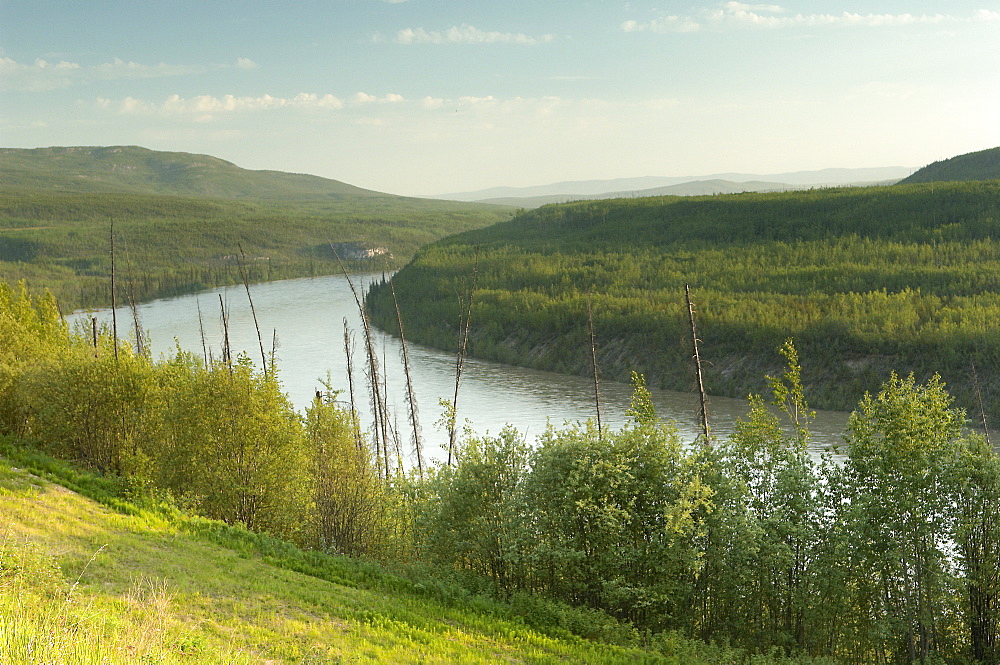 River meandering through the Alaskan wilderness, central Alaska.  Lusciously green in the summers' evening sun. The Interior, Alaska, USA