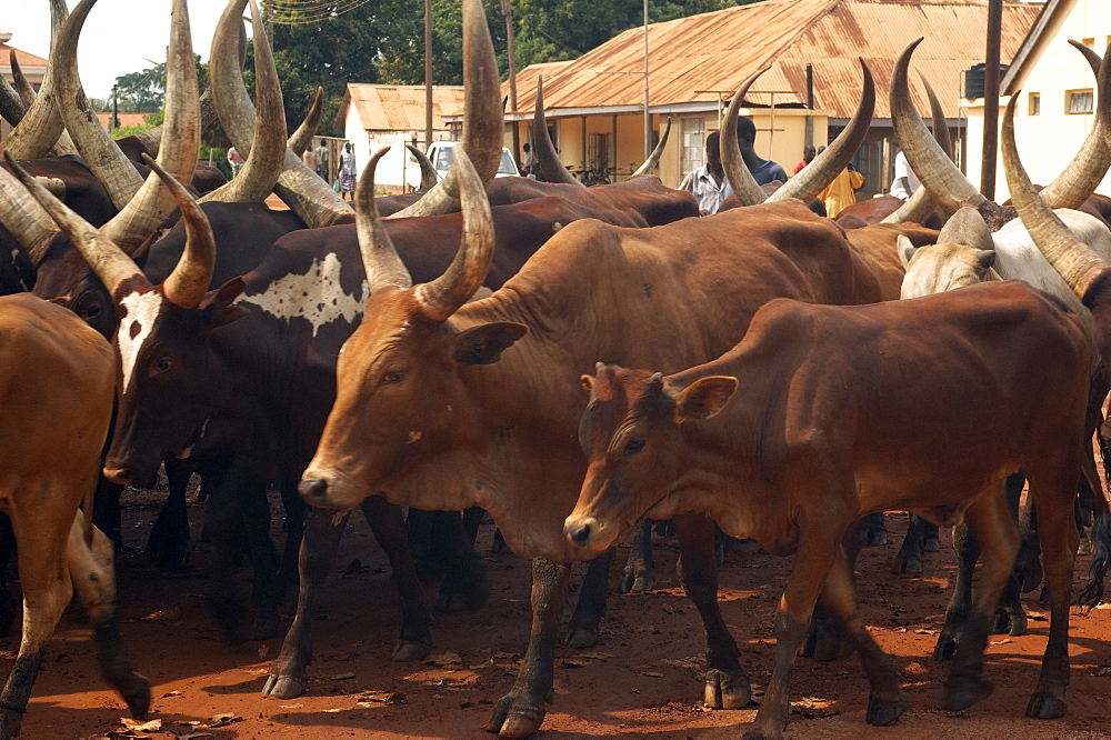 A herd of cattle walk through the streets of Gulu Town, Northwest Uganda. Gulu Town, Uganda, East Africa