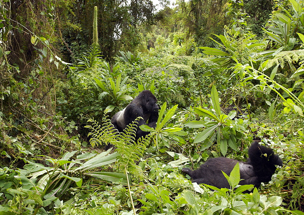 The leader of the Band of Gorilla's the silverback is with the oldest femail of the group, relaxed and comfortable in their surroundings. Volcanoes National Park, Virunga mountains, Rwanda, East Africa