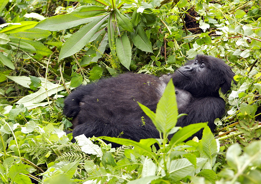 One of the older female Gorillas of the Band, is very relaxed in the rainforrest undergrowth of Volcanoes National Park, Rwanda and finds time to have a sleep. . Volcanoes National Park, Virunga mountains, Rwanda, East Africa