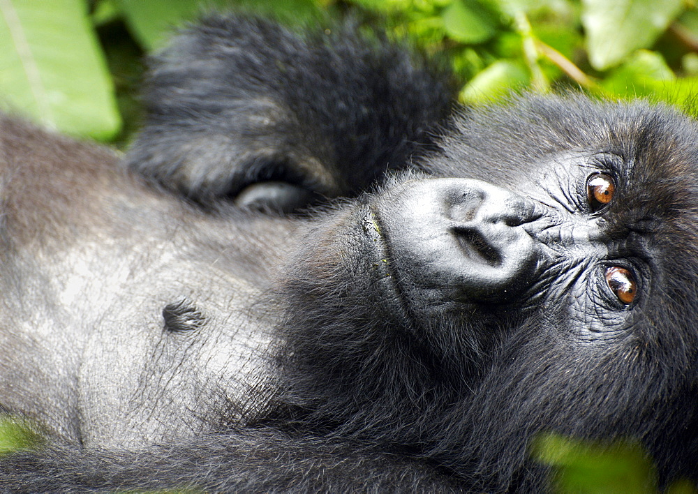 Lying down, arms open, the oldest female in the band of Gorillas (one of the Gorillas alive when Dian Fossey was around) is content and comfortable even with the intrusion of humans into her proximity.  Volcanoes National Park, Rwanda. Volcanoes National Park, Virunga mountains, Rwanda, East Africa