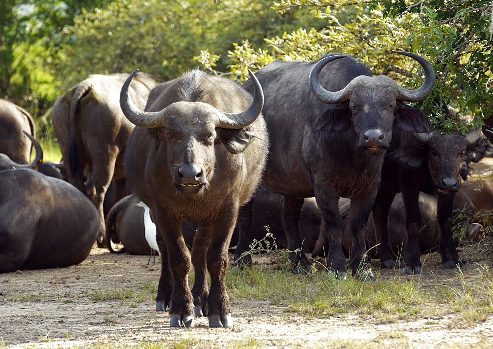 The African buffalo, affalo or Cape buffalo (Syncerus caffer).  While most are grazing in Kagera National Park, Rwanda, a couple are transfixed on a possible threat and standing toi attention. Kagera National Park, Rwanda, East Africa