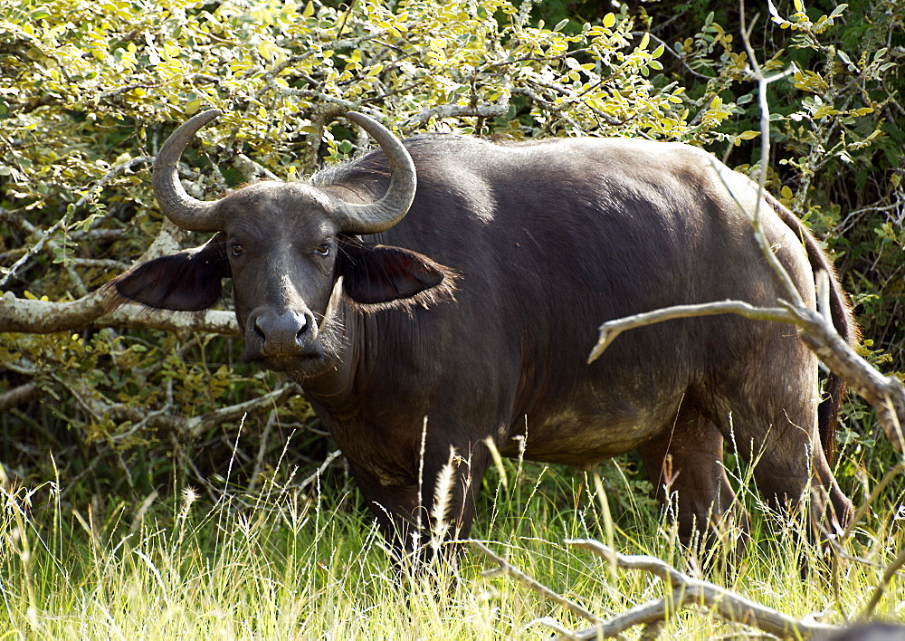 The African buffalo, affalo or Cape buffalo (Syncerus caffer), look on while grazing in Kagera National Park. Kagera National Park, Rwanda, East Africa