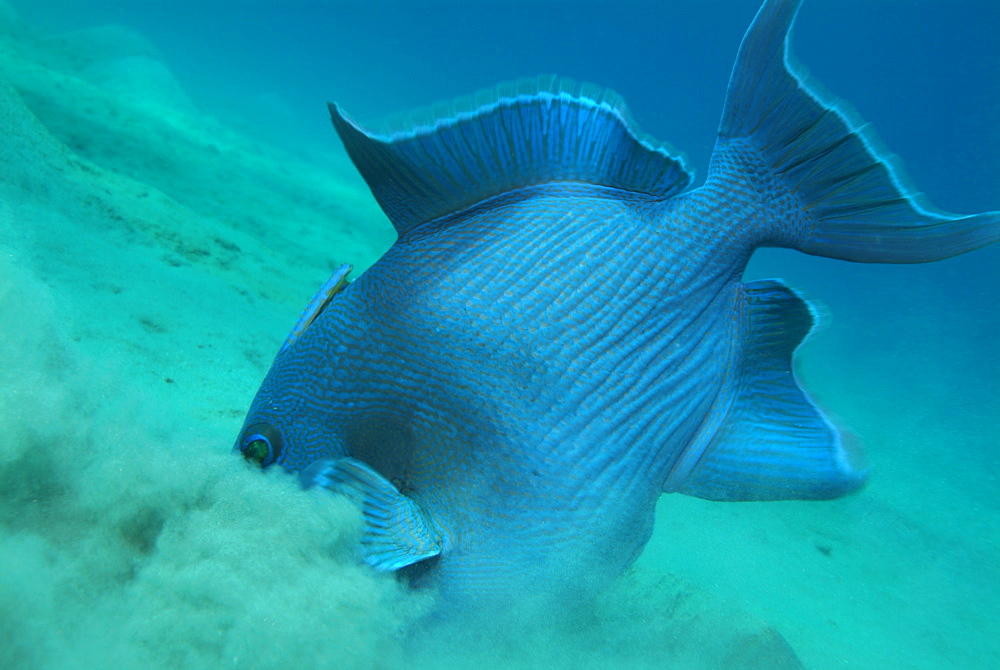 Blue triggerfish. Red Sea.