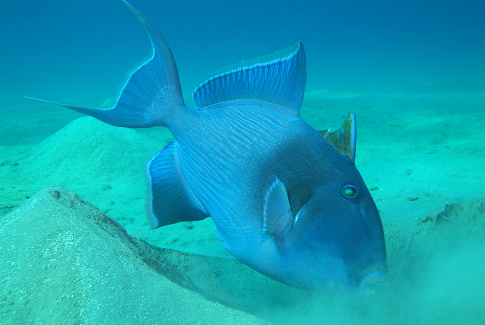 Blue triggerfish. Red Sea.