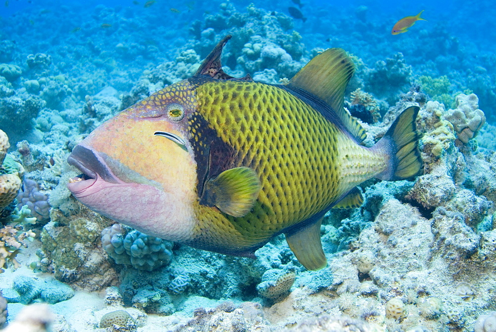 Titan Triggerfish (Balistoides viridescens) The largest of the triggerfish family and often aggressive when approached especially whilst nesting. Red Sea.