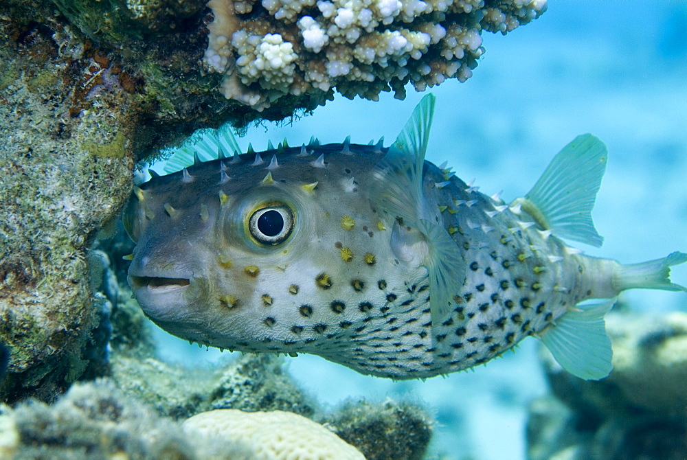 Yellowspotted Burrfish (Cyclichthys spilostylus). Red Sea.