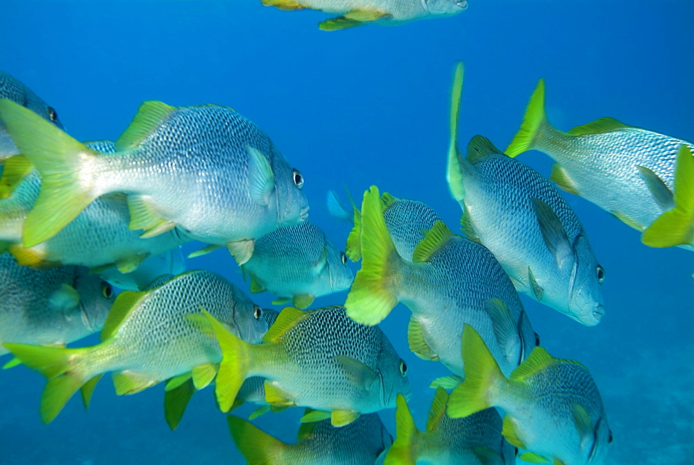 Burrito Grunt - Anisotremus interruptus.  Galapagos, Pacific Ocean