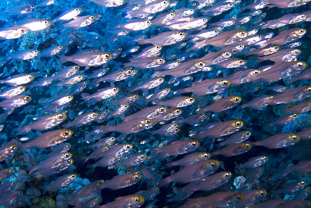 Yellow Sweeper (Parapriacanthus ransonneti). Red Sea.