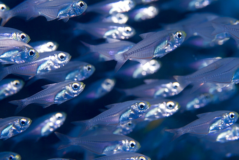 Yellow Sweeper (Parapriacanthus ransonneti) Live by day in dense groups and moving into open water to feed on plankton at night.Red Sea.