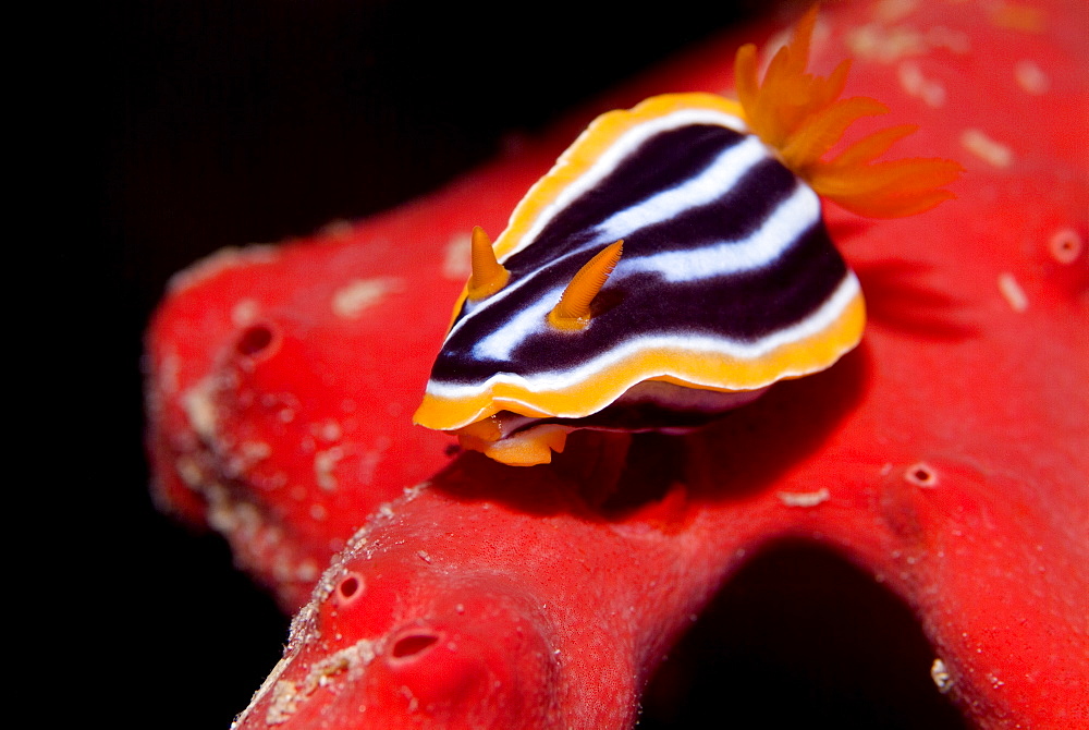 Pyjama Nudibranch (Chromodoris quadricolor) on fire sponge. Red Sea.