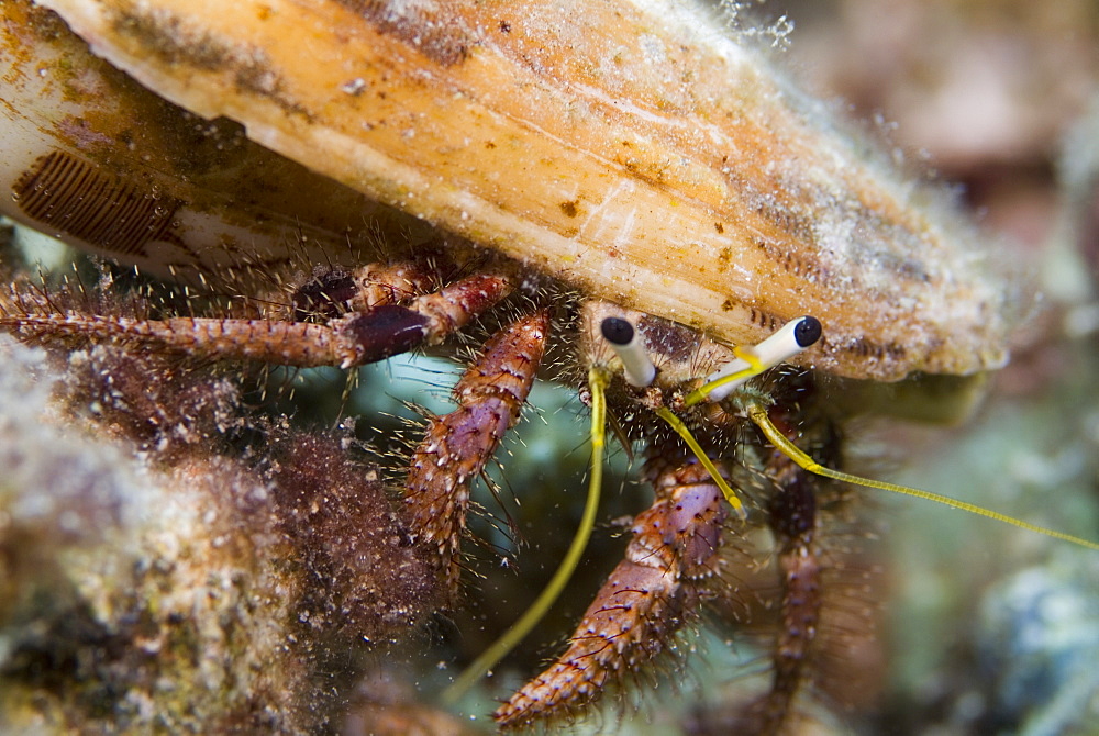 White Stalked Hermit Crab (Dardanus lagopodes). Red Sea.