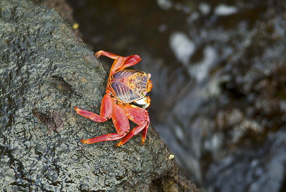 Sally lightfoot crab (Grapsus grapsus). Galapagos.   (rr)   