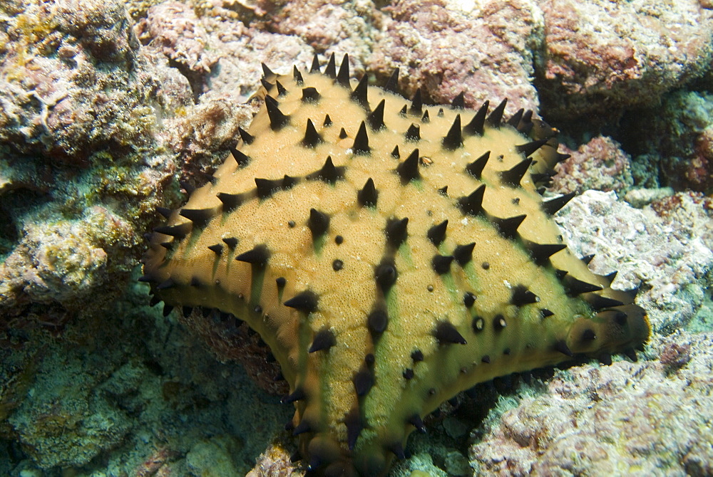 Chocolate Chip Star - Nidorellia armata.  Galapagos, Pacific Ocean