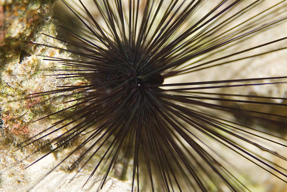  Long Spined Urchin. Red Sea.