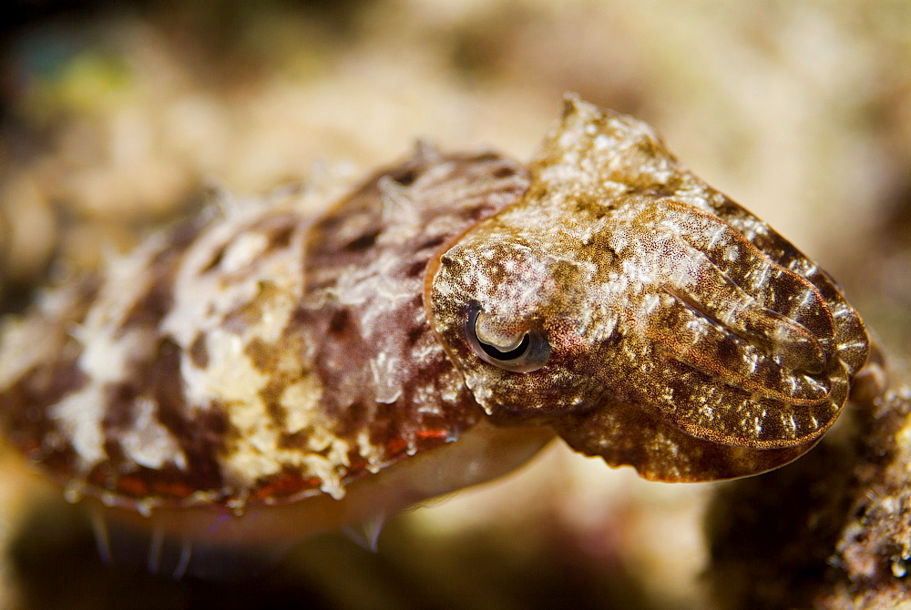 Hooded Cuttlefish (Sepia prashadi). Red Sea.