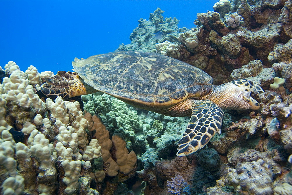 Hawksbill Sea Turtle (Eretmochelys imbricate)  feeding, Coastal reef, Sinai Penninsula, Red Sea.