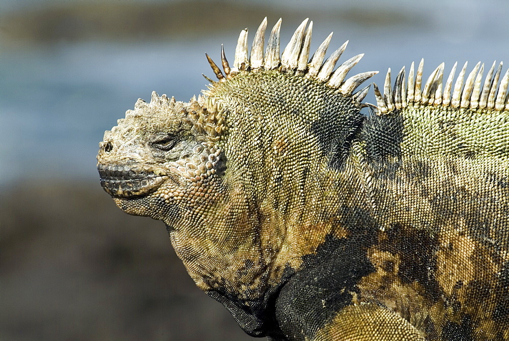 Galapagos marine iguana (Amblyrhynchus cristatus). Galapagos.   (rr) 