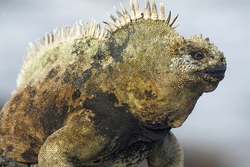 Galapagos marine iguana (Amblyrhynchus cristatus). Galapagos.   (rr) 