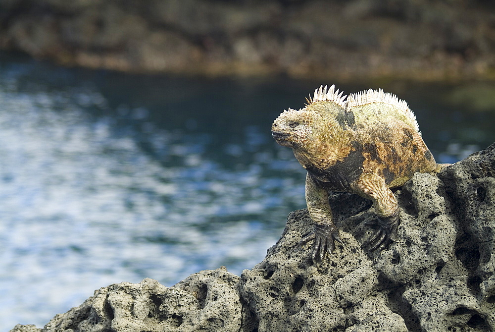 Galapagos marine iguana (Amblyrhynchus cristatus). Galapagos.   (rr) 