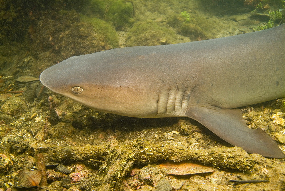 White Tip Reef Shark - Triaenodon obesus - resting during daylight hours amongst mangrove growths.  Galapagos, Pacific Ocean