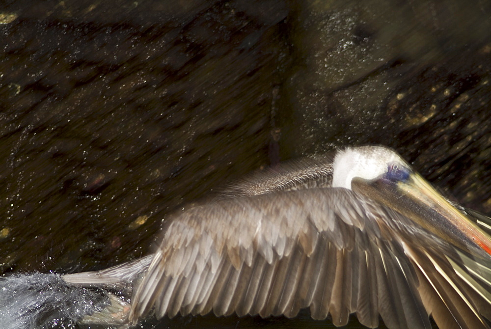 Brown pelican (Pelecanus occidentalis). Galapagos.