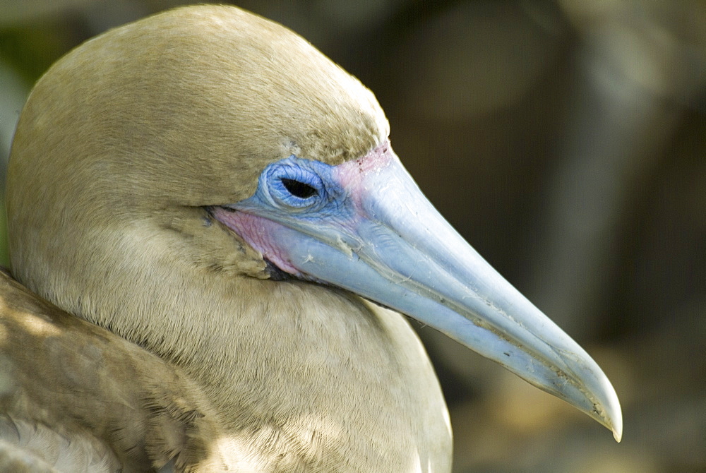 Red-footed booby (Sula sula). Galapagos.   (rr) 