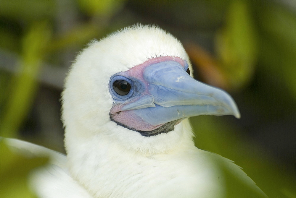 Red-footed booby (Sula sula). Galapagos.   (rr) 