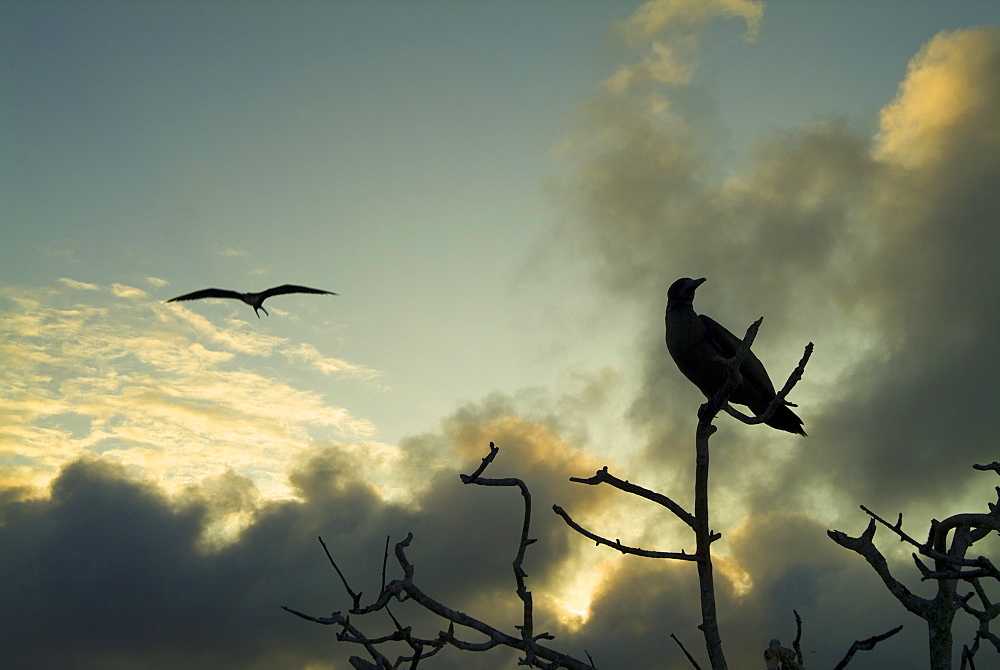 Sunset clouds in background booby in tree. Galapagos.