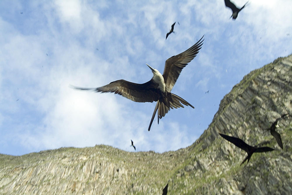 Magnificent frigatebirds (Fregata magnificens). Galapagos.   (rr)