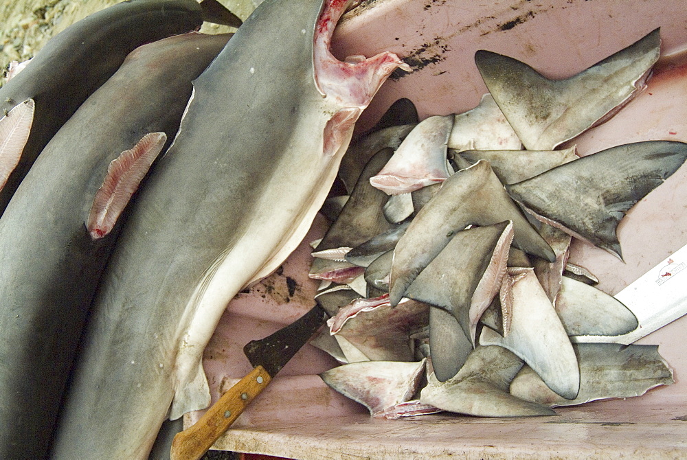 Finned Hammerheads, Coastal Ecuador. 