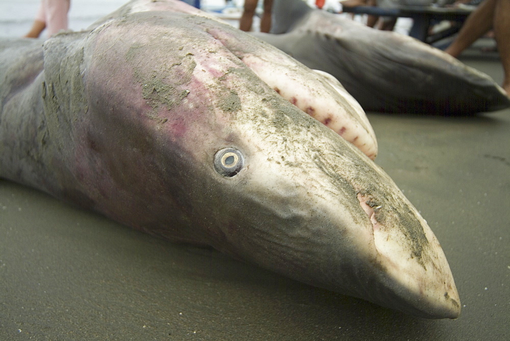 Bull shark (Carcharhinus leucas). Male and female pair.    (rr)