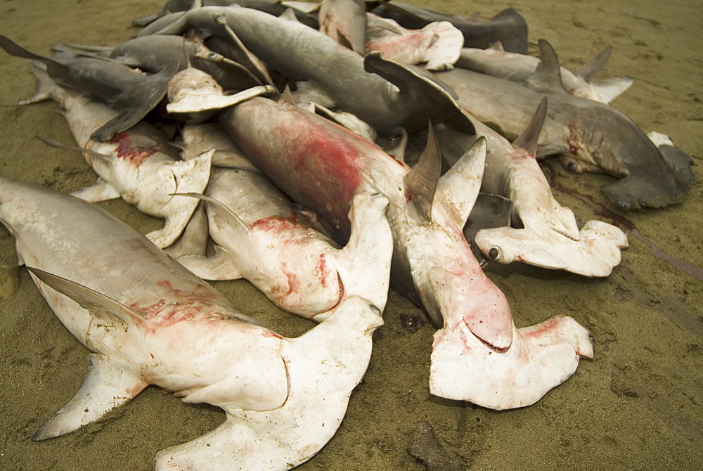 Illegal fishing. Scalloped hammerhead, Sphyrna lewini.    (rr)