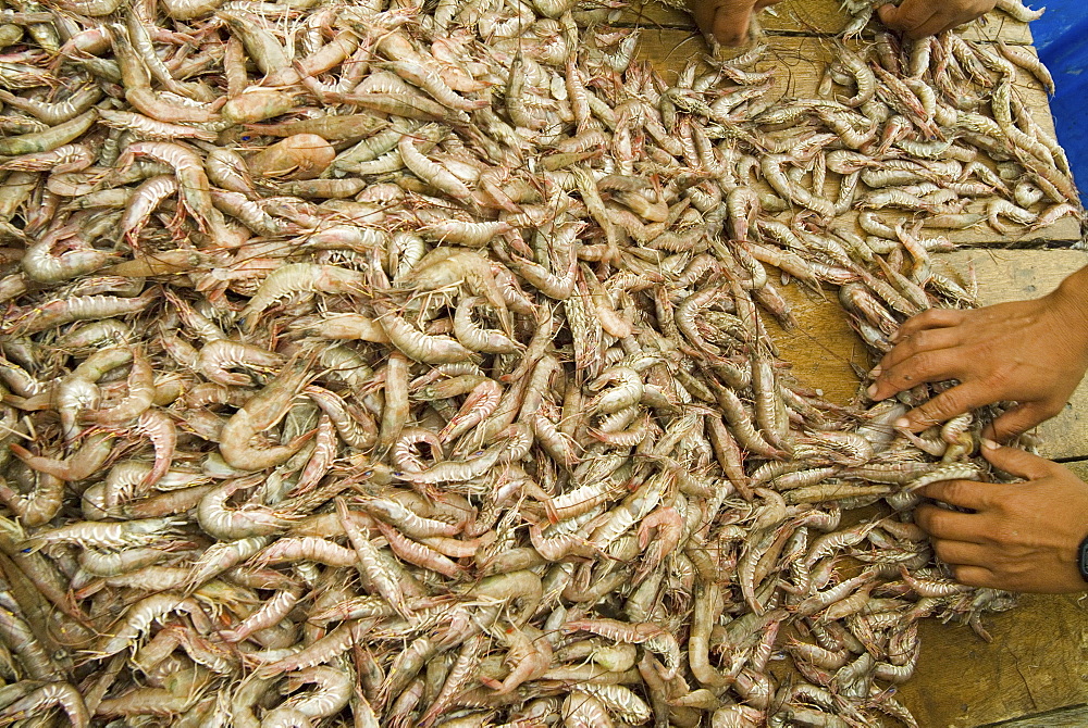 Prawns.    (rr)