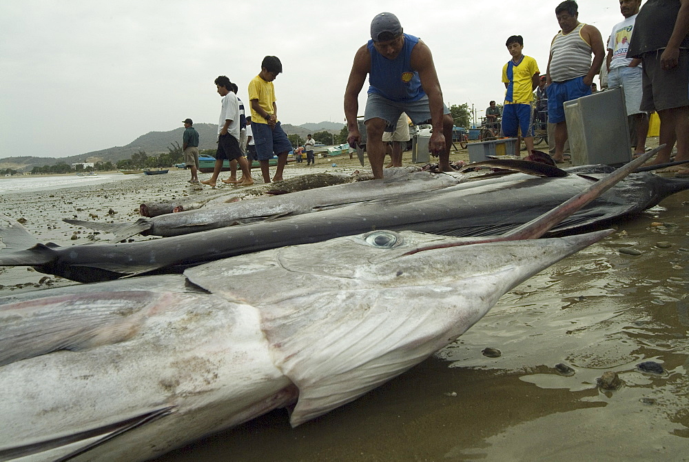 Various types of billfish. Uncontrolled fishing in Ecuador. 