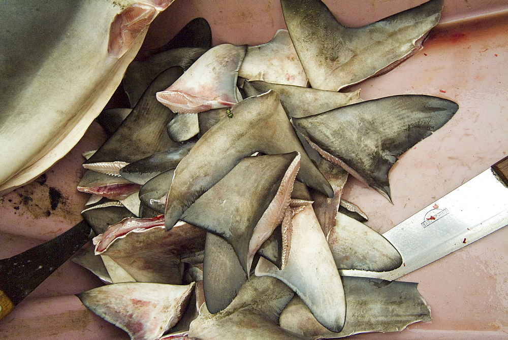 Finned Hammerheads, Coastal Ecuador. 