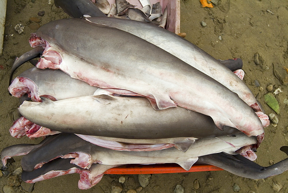 Finned Hammerheads, Coastal Ecuador. 