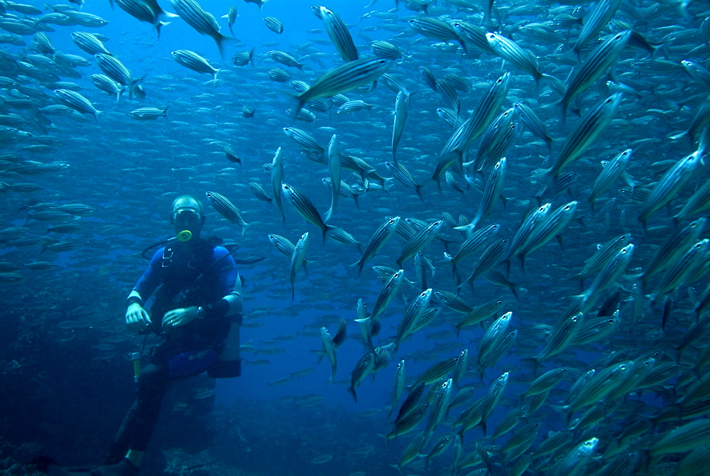 Diver and Black Striped Salema - Xenocys jessiae.  Galapagos, Pacific Ocean