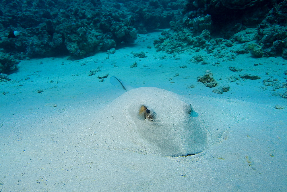 Feathertail Stingray (Pastinachus sephen). Red Sea.