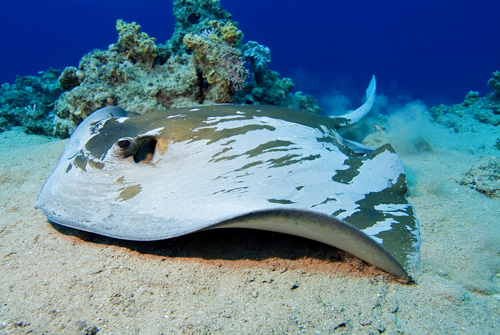 Feathertail Stingray (Pastinachus sephen). Red Sea.