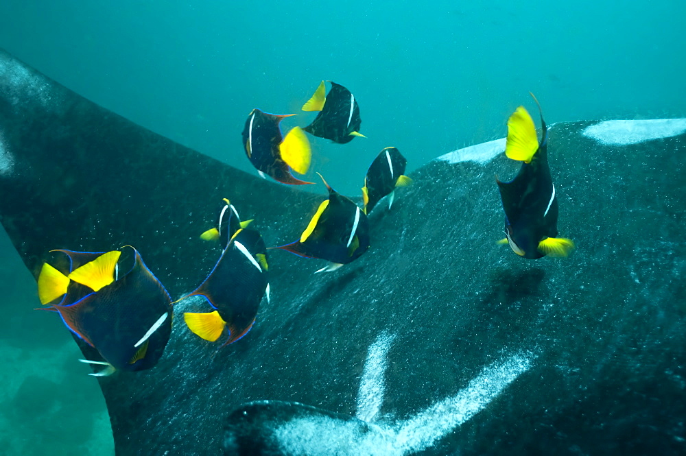 Manta Birstris showing cleaning station activity. Observations part of porject elasmo, conservation project in Ecuador. 