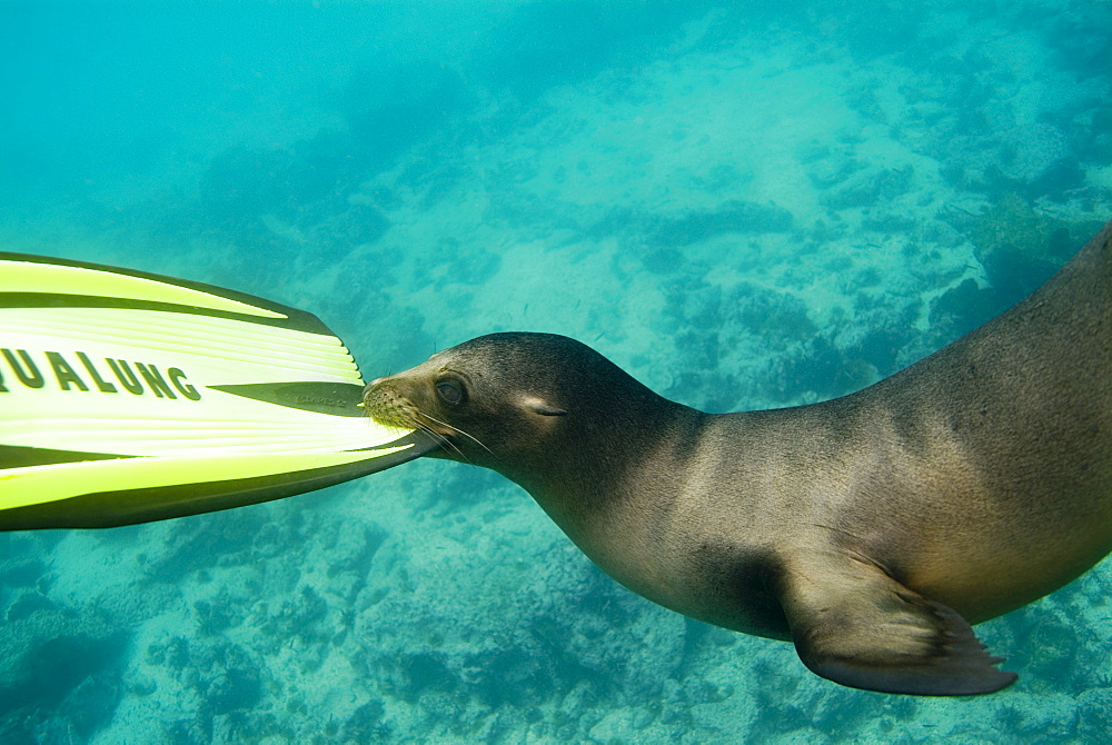 Galapagos sea lion - Zalophus californianus wollebacki.  Galapagos, Pacific Ocean