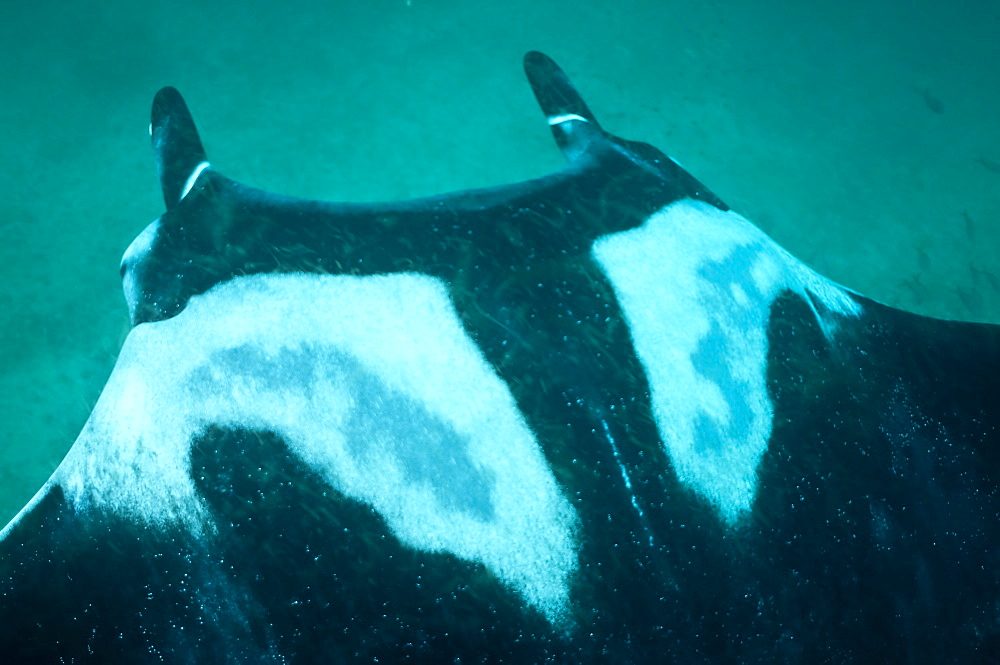 Pelagic Manta Birostris or Giant Manta Ray. Ecuador. 