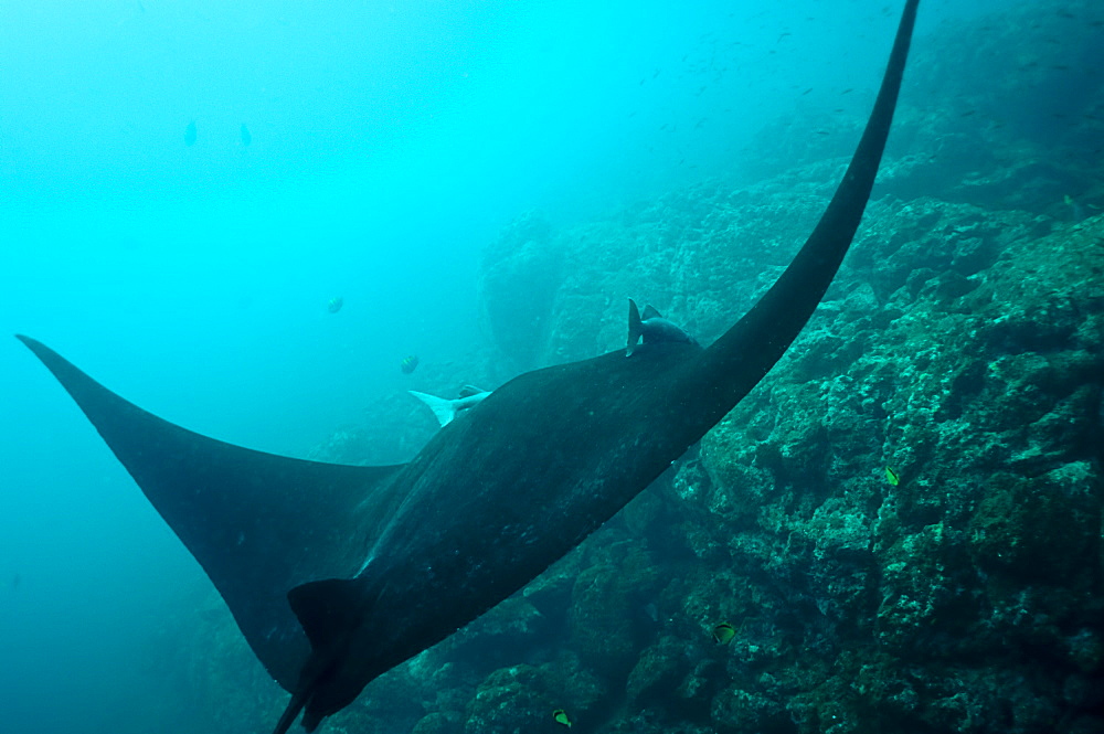 Pelagic Manta Birostris or Giant Manta Ray. Ecuador. 