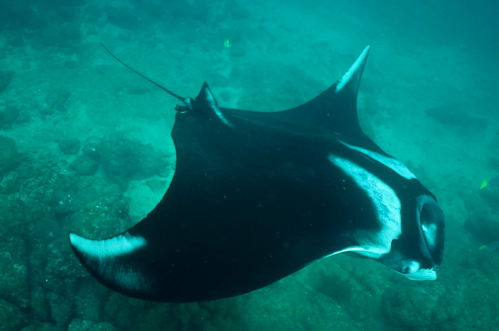 Pelagic Manta Birostris or Giant Manta Ray. Ecuador. 