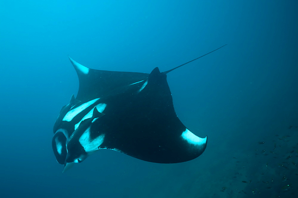 Pelagic Manta Birostris or Giant Manta Ray. Ecuador. 