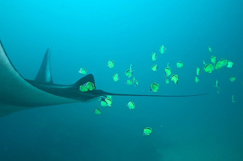 Manta Birstris showing cleaning station activity. Observations part of porject elasmo, conservation project in Ecuador. 