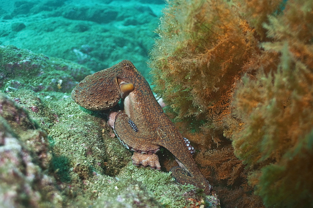 Pacific octupus. Ecuador