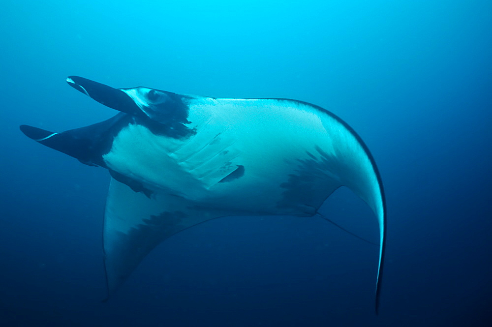 Pelagic Manta Birostris or Giant Manta Ray. Ecuador